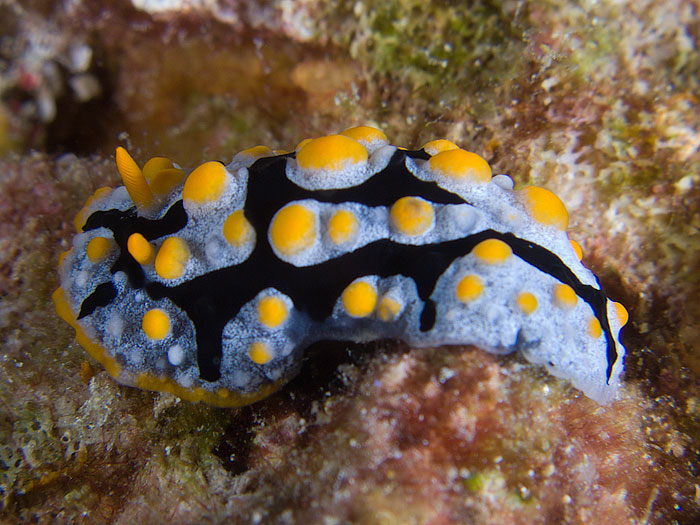 Phyllidia exquisita